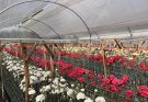 Colombia consolida su liderazgo global en claveles con la realización del Dianthus Week 2026.